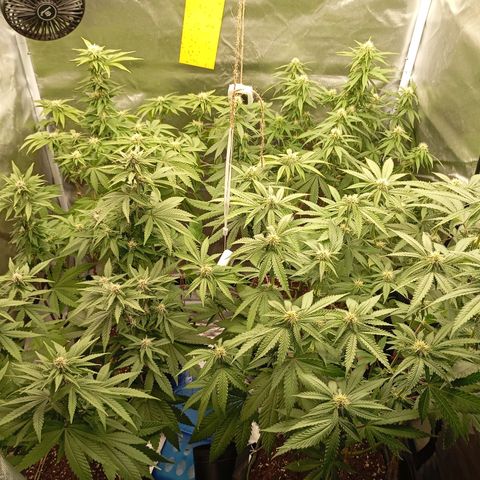Girl Scout Cookies growlog timeline photo
