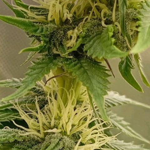 Girl Scout Cookies growlog timeline photo