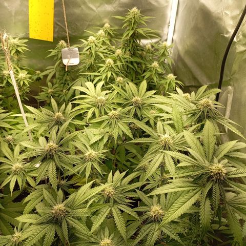 Girl Scout Cookies growlog timeline photo