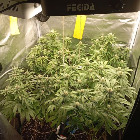 Girl Scout Cookies growlog timeline photo