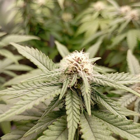 Girl Scout Cookies growlog timeline photo