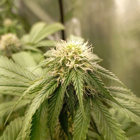 Girl Scout Cookies growlog timeline photo