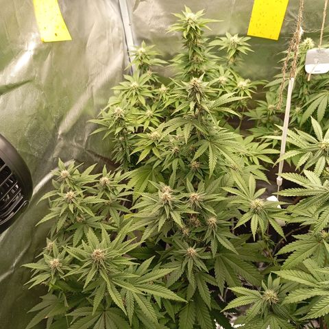 Girl Scout Cookies growlog timeline photo