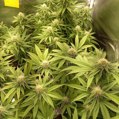 Girl Scout Cookies growlog timeline photo