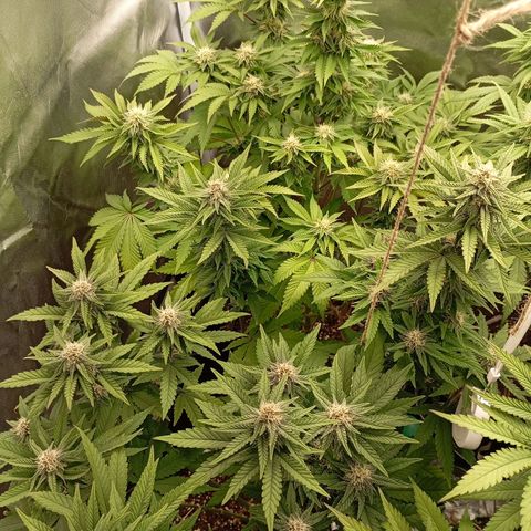Girl Scout Cookies growlog timeline photo