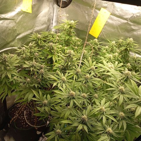 Girl Scout Cookies growlog timeline photo