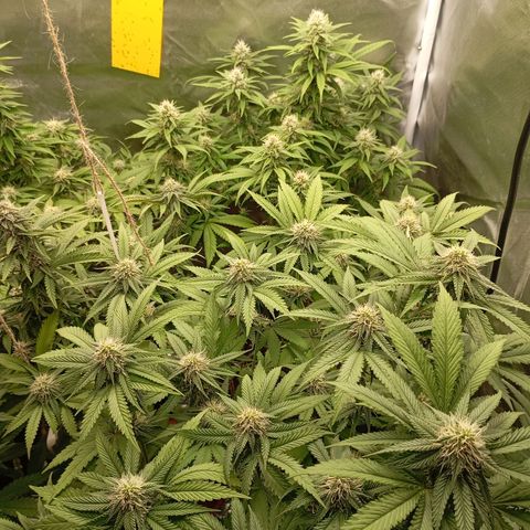 Girl Scout Cookies growlog timeline photo