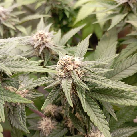 Girl Scout Cookies growlog timeline photo