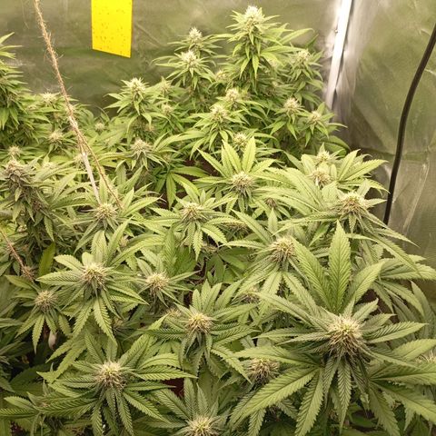 Girl Scout Cookies growlog timeline photo