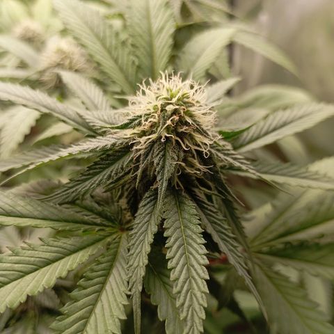 Girl Scout Cookies growlog timeline photo