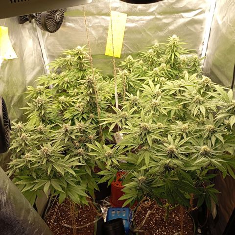 Girl Scout Cookies growlog timeline photo