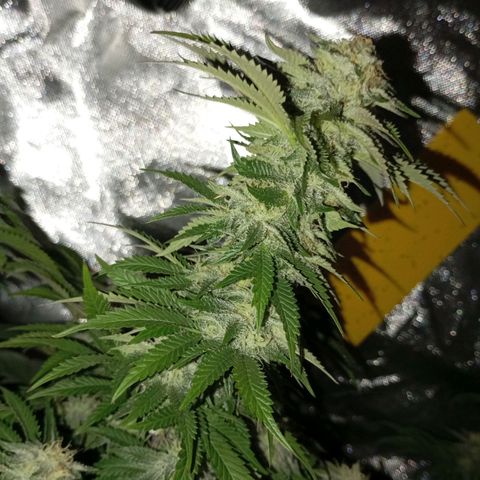 Girl Scout Cookies growlog timeline photo