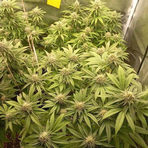 Girl Scout Cookies growlog timeline photo