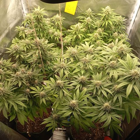 Girl Scout Cookies growlog timeline photo