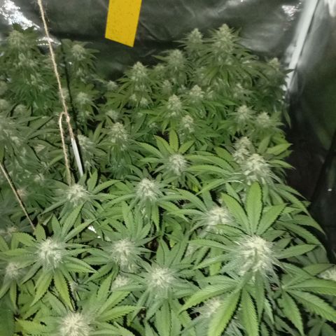Girl Scout Cookies growlog timeline photo