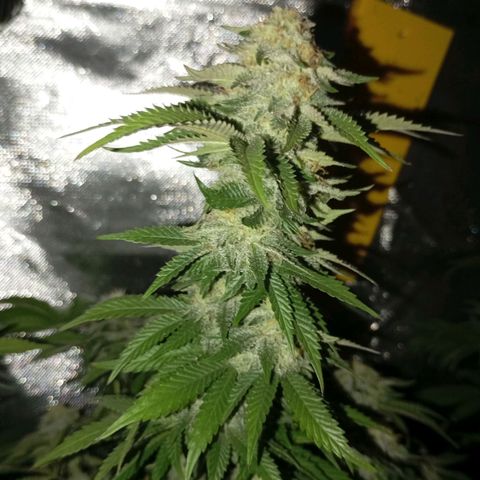 Girl Scout Cookies growlog timeline photo
