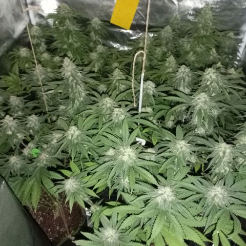 Girl Scout Cookies growlog timeline photo