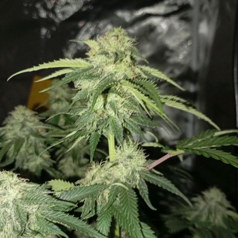 Girl Scout Cookies growlog timeline photo