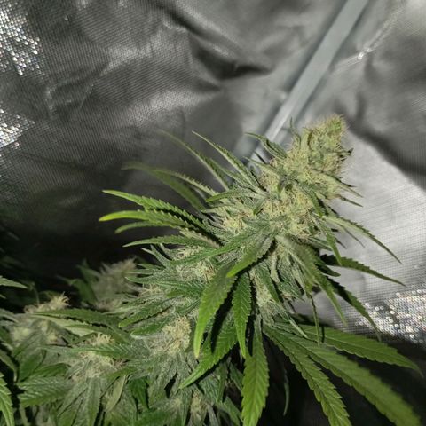 Girl Scout Cookies growlog timeline photo