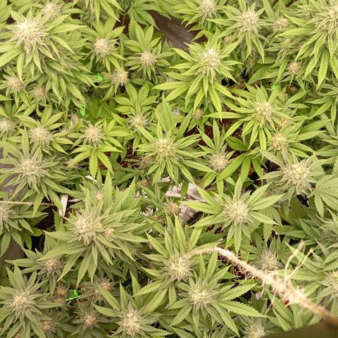 Girl Scout Cookies growlog timeline photo