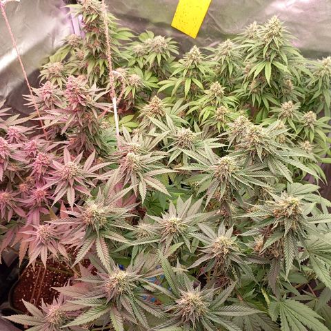 Girl Scout Cookies growlog timeline photo