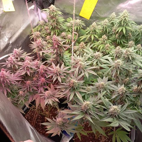 Girl Scout Cookies growlog timeline photo