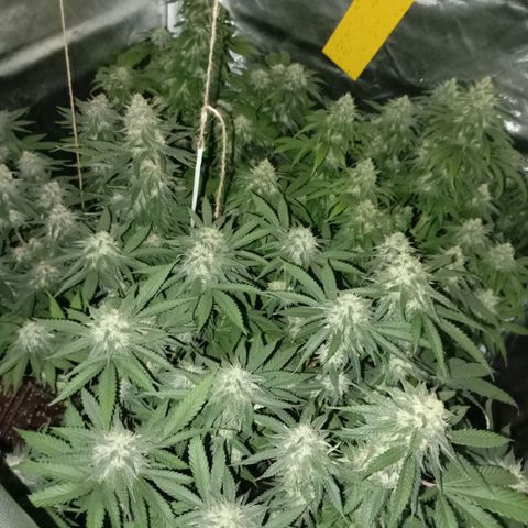 Girl Scout Cookies growlog timeline photo