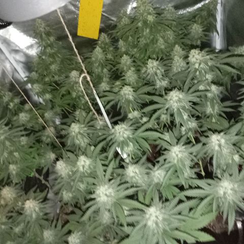 Girl Scout Cookies growlog timeline photo