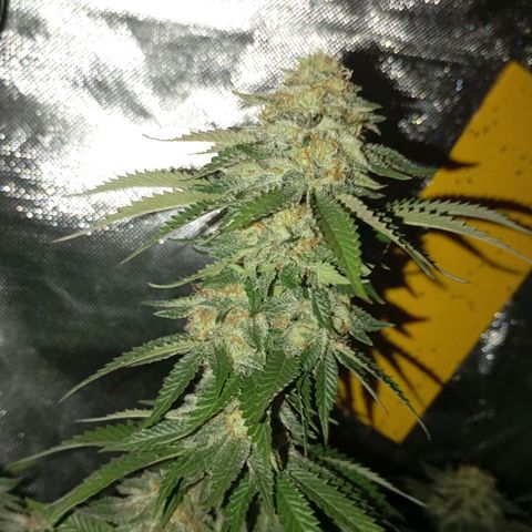 Girl Scout Cookies growlog timeline photo