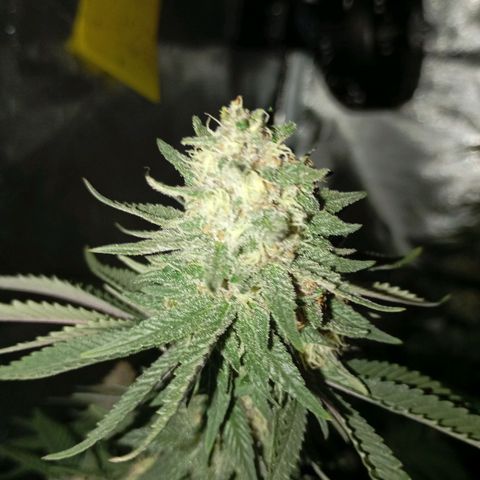 Girl Scout Cookies growlog timeline photo