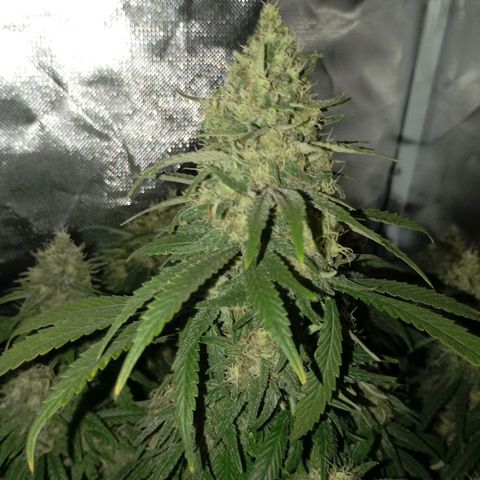 Girl Scout Cookies growlog timeline photo