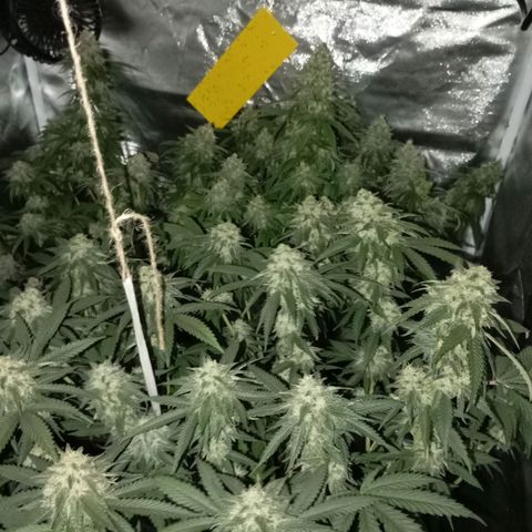 Girl Scout Cookies growlog timeline photo