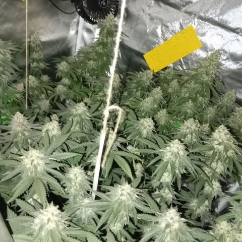 Girl Scout Cookies growlog timeline photo