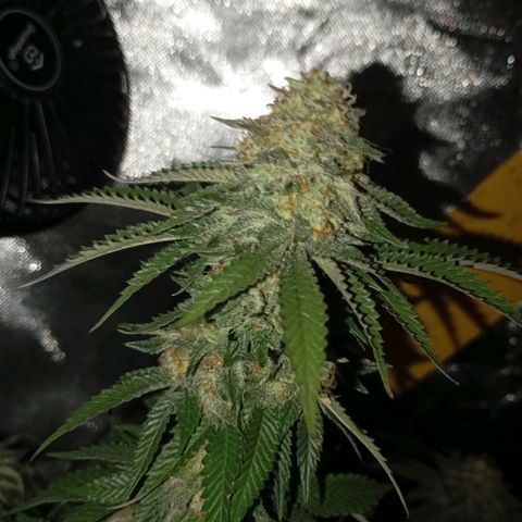 Girl Scout Cookies growlog timeline photo