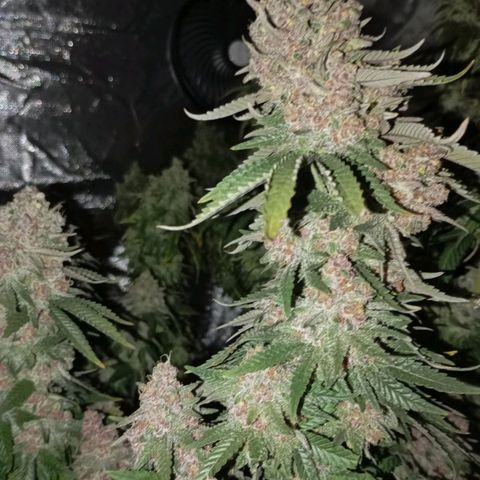 Girl Scout Cookies growlog timeline photo