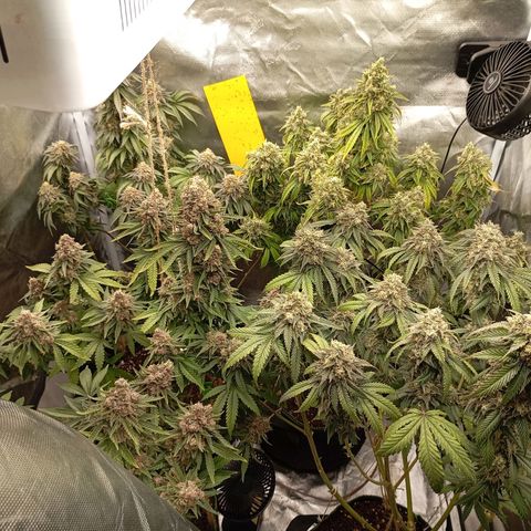Girl Scout Cookies growlog timeline photo