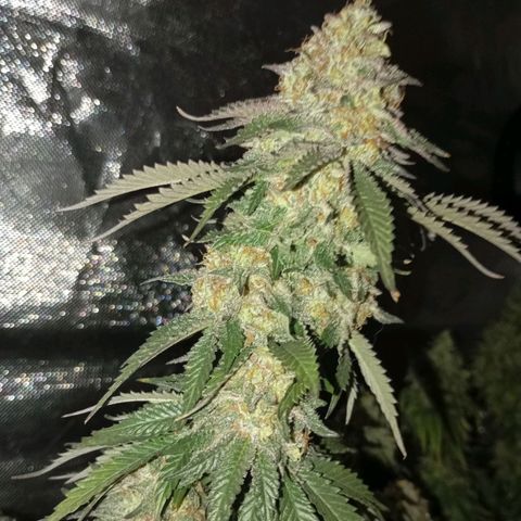 Girl Scout Cookies growlog timeline photo