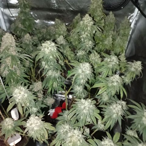 Girl Scout Cookies growlog timeline photo