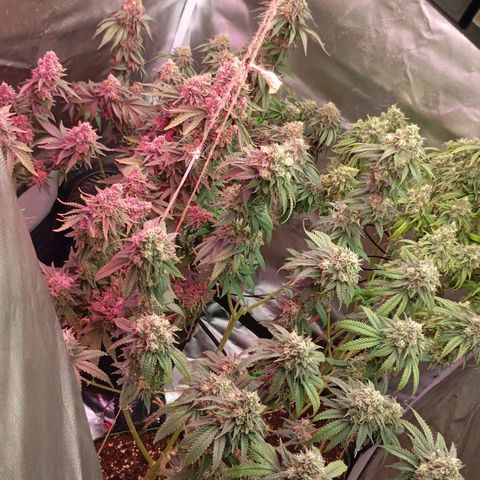 Girl Scout Cookies growlog timeline photo