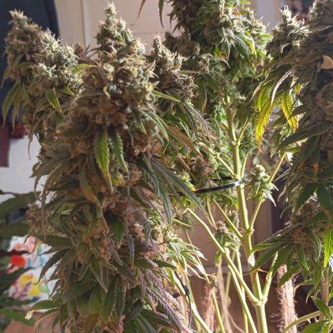Girl Scout Cookies growlog timeline photo