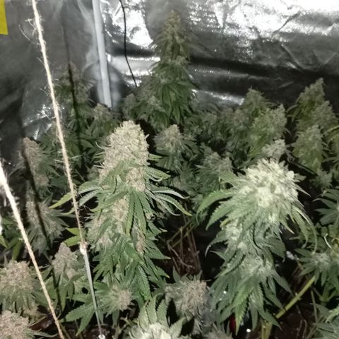 Girl Scout Cookies growlog timeline photo