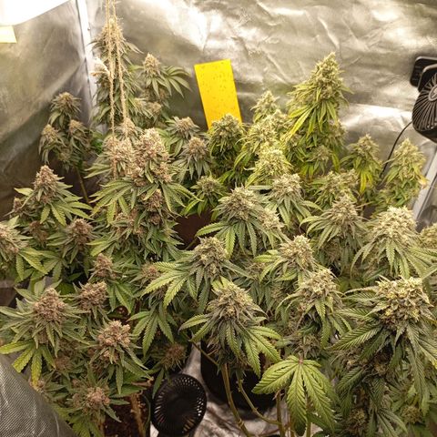 Girl Scout Cookies growlog timeline photo