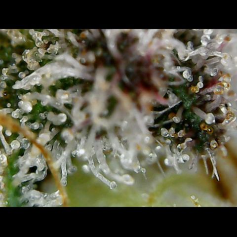 Girl Scout Cookies growlog timeline photo