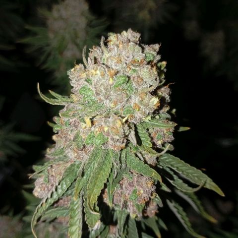 Girl Scout Cookies growlog timeline photo