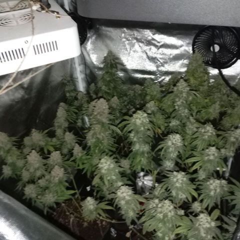 Girl Scout Cookies growlog timeline photo