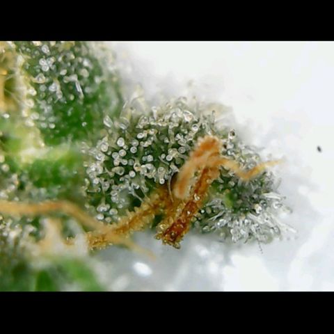 Girl Scout Cookies growlog timeline photo