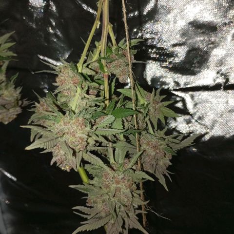 Girl Scout Cookies growlog timeline photo