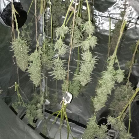 Girl Scout Cookies growlog timeline photo