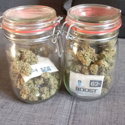 Girl Scout Cookies growlog timeline photo