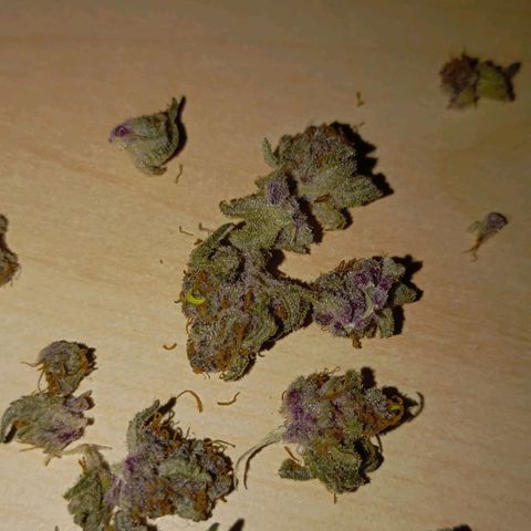 Girl Scout Cookies growlog timeline photo